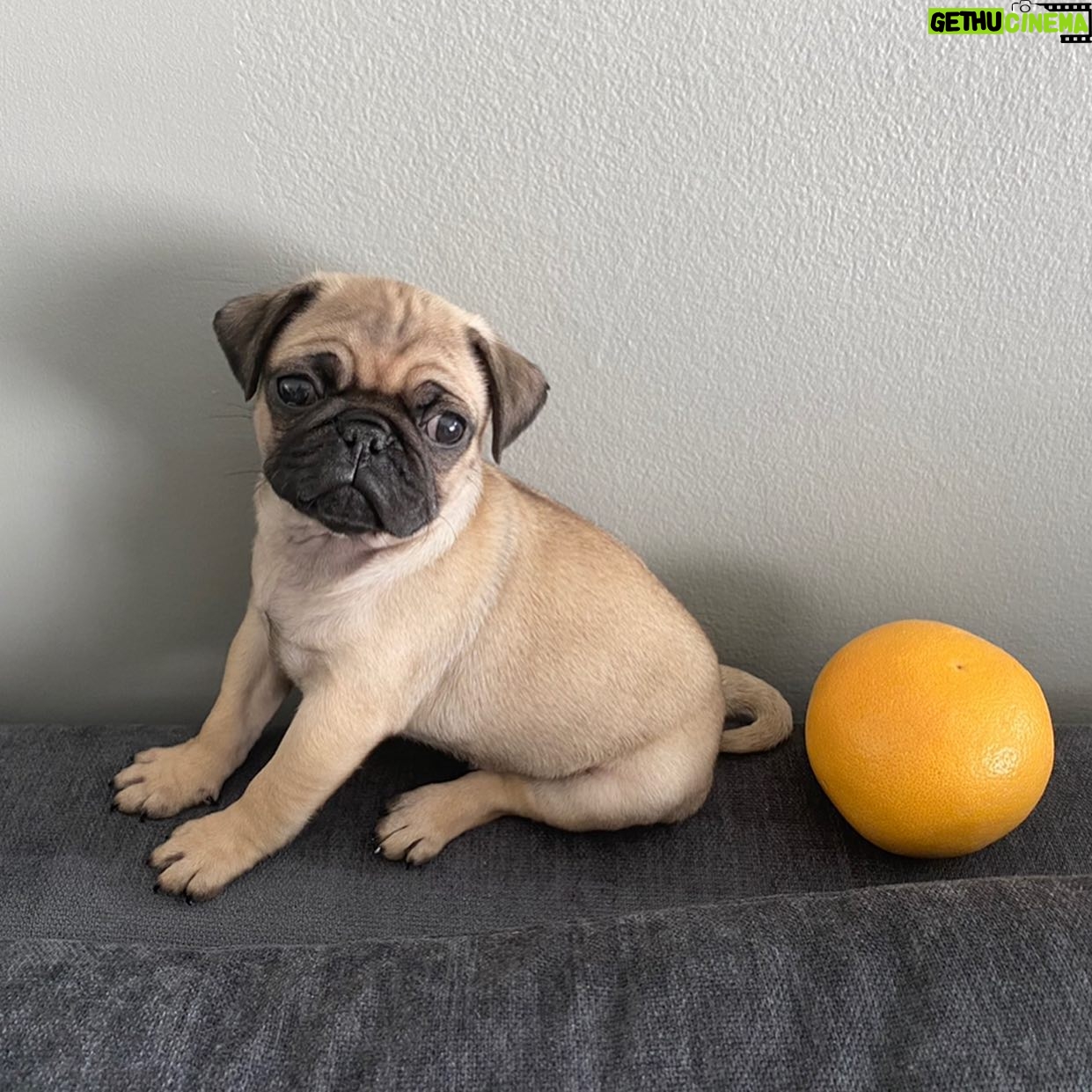 Bárbara Muschietti - 6.6K Likes - Happy #nationaldogday to all dog lovers. Thank you baby Chancho for every day and night spent with you. Thank you #arthurphillips for putting Chanch in my hands and heart.