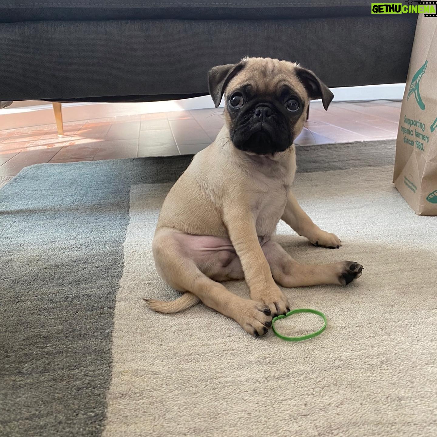 Bárbara Muschietti - 6.6K Likes - Happy #nationaldogday to all dog lovers. Thank you baby Chancho for every day and night spent with you. Thank you #arthurphillips for putting Chanch in my hands and heart.