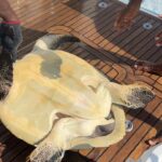 Barbara Meier Instagram - Bei einem Schnorchel-Ausflug haben wir heute eine Schildkröte gesehen, die in einem sehr großen Haufen aus Fischernetzen gefangen war. Zum Glück konnten wir sie befreien und wieder in eine „freie“ Zukunft zurück schicken 🥰🙏🏻 So ein schöner Moment, als Klemens ihr wieder ins Meer geholfen hat! ❤️ Aber dieses Erlebnis hat mir mal wieder gezeigt, wie wichtig die Arbeit des @wwf_deutschland ist und auch wie wichtig unser Projekt „Geisternetze“ ist, für das ich seit einigen Jahren Botschafterin bin. Gemeinsam versuchen wir immer wieder ein Bewusstsein zu schaffen, wie gefährlich diese Netze für die Meeresbewohner sind, aber auch wieviele (Millionen) Tonnen Plastik wegen diesen Netzen im Meer landen 😔