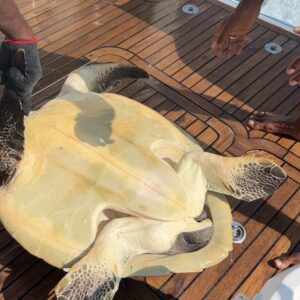 Barbara Meier Instagram - Bei einem Schnorchel-Ausflug haben wir heute eine Schildkröte gesehen, die in einem sehr großen Haufen aus Fischernetzen gefangen war. Zum Glück konnten wir sie befreien und wieder in eine „freie“ Zukunft zurück schicken 🥰🙏🏻
So ein schöner Moment, als Klemens ihr wieder ins Meer geholfen hat! ❤️
Aber dieses Erlebnis hat mir mal wieder gezeigt, wie wichtig die Arbeit des @wwf_deutschland ist und auch wie wichtig unser Projekt „Geisternetze“ ist, für das ich seit einigen Jahren Botschafterin bin. Gemeinsam versuchen wir immer wieder ein Bewusstsein zu schaffen, wie gefährlich diese Netze für die Meeresbewohner sind, aber auch wieviele (Millionen) Tonnen Plastik wegen diesen Netzen im Meer landen 😔