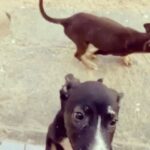 Barrett Wilbert Weed Instagram - Recently, I had the wonderful experience of being a puppy transporter for @flytofreedomdogrescue & @aarfanguilla on my way home from the island of Anguilla. Fly to freedom is dedicated to finding the tiny puppies (and kitties!) at @aarf forever homes in the U.S. These two little buddies have been adopted already, yay! But many more would love to be your foster puppy, your dog child, or your travel pal if you find yourself heading home after visiting this beautiful island (one of the safest places to visit Covid-wise, fyi) Organizations like these make my heart full and give me hope 🤸🏼‍♀️ Dogs deserve the very best and I’m glad I was able to help a couple! Swipe for cuteness. 💕