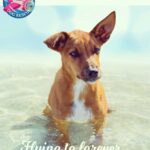 Barrett Wilbert Weed Instagram - Recently, I had the wonderful experience of being a puppy transporter for @flytofreedomdogrescue & @aarfanguilla on my way home from the island of Anguilla. Fly to freedom is dedicated to finding the tiny puppies (and kitties!) at @aarf forever homes in the U.S. These two little buddies have been adopted already, yay! But many more would love to be your foster puppy, your dog child, or your travel pal if you find yourself heading home after visiting this beautiful island (one of the safest places to visit Covid-wise, fyi) Organizations like these make my heart full and give me hope 🤸🏼‍♀️ Dogs deserve the very best and I’m glad I was able to help a couple! Swipe for cuteness. 💕