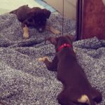 Barrett Wilbert Weed Instagram - Recently, I had the wonderful experience of being a puppy transporter for @flytofreedomdogrescue & @aarfanguilla on my way home from the island of Anguilla. Fly to freedom is dedicated to finding the tiny puppies (and kitties!) at @aarf forever homes in the U.S. These two little buddies have been adopted already, yay! But many more would love to be your foster puppy, your dog child, or your travel pal if you find yourself heading home after visiting this beautiful island (one of the safest places to visit Covid-wise, fyi) Organizations like these make my heart full and give me hope 🤸🏼‍♀️ Dogs deserve the very best and I’m glad I was able to help a couple! Swipe for cuteness. 💕