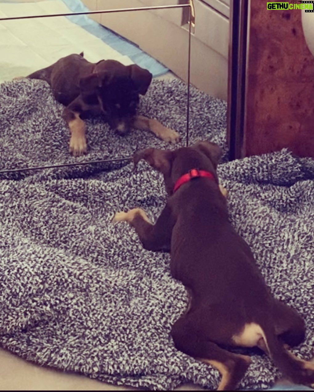 Barrett Wilbert Weed Instagram - Recently, I had the wonderful experience of being a puppy transporter for @flytofreedomdogrescue & @aarfanguilla on my way home from the island of Anguilla. Fly to freedom is dedicated to finding the tiny puppies (and kitties!) at @aarf forever homes in the U.S. These two little buddies have been adopted already, yay! But many more would love to be your foster puppy, your dog child, or your travel pal if you find yourself heading home after visiting this beautiful island (one of the safest places to visit Covid-wise, fyi) Organizations like these make my heart full and give me hope ๐คธ๐ผโโ๏ธ Dogs deserve the very best and Iโm glad I was able to help a couple! Swipe for cuteness. ๐