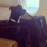 Barrett Wilbert Weed Instagram - Recently, I had the wonderful experience of being a puppy transporter for @flytofreedomdogrescue & @aarfanguilla on my way home from the island of Anguilla. Fly to freedom is dedicated to finding the tiny puppies (and kitties!) at @aarf forever homes in the U.S. These two little buddies have been adopted already, yay! But many more would love to be your foster puppy, your dog child, or your travel pal if you find yourself heading home after visiting this beautiful island (one of the safest places to visit Covid-wise, fyi) Organizations like these make my heart full and give me hope 🤸🏼‍♀️ Dogs deserve the very best and I’m glad I was able to help a couple! Swipe for cuteness. 💕