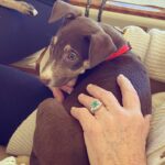 Barrett Wilbert Weed Instagram - Recently, I had the wonderful experience of being a puppy transporter for @flytofreedomdogrescue & @aarfanguilla on my way home from the island of Anguilla. Fly to freedom is dedicated to finding the tiny puppies (and kitties!) at @aarf forever homes in the U.S. These two little buddies have been adopted already, yay! But many more would love to be your foster puppy, your dog child, or your travel pal if you find yourself heading home after visiting this beautiful island (one of the safest places to visit Covid-wise, fyi) Organizations like these make my heart full and give me hope 🤸🏼‍♀️ Dogs deserve the very best and I’m glad I was able to help a couple! Swipe for cuteness. 💕