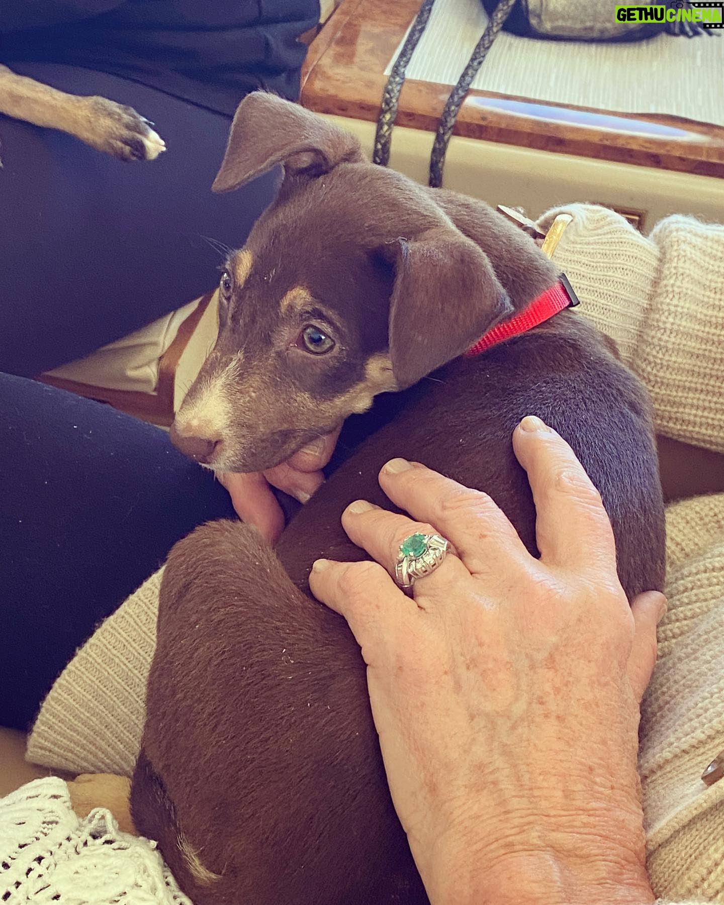 Barrett Wilbert Weed Instagram - Recently, I had the wonderful experience of being a puppy transporter for @flytofreedomdogrescue & @aarfanguilla on my way home from the island of Anguilla. Fly to freedom is dedicated to finding the tiny puppies (and kitties!) at @aarf forever homes in the U.S. These two little buddies have been adopted already, yay! But many more would love to be your foster puppy, your dog child, or your travel pal if you find yourself heading home after visiting this beautiful island (one of the safest places to visit Covid-wise, fyi) Organizations like these make my heart full and give me hope ๐คธ๐ผโโ๏ธ Dogs deserve the very best and Iโm glad I was able to help a couple! Swipe for cuteness. ๐