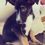 Barrett Wilbert Weed Instagram - Recently, I had the wonderful experience of being a puppy transporter for @flytofreedomdogrescue & @aarfanguilla on my way home from the island of Anguilla. Fly to freedom is dedicated to finding the tiny puppies (and kitties!) at @aarf forever homes in the U.S. These two little buddies have been adopted already, yay! But many more would love to be your foster puppy, your dog child, or your travel pal if you find yourself heading home after visiting this beautiful island (one of the safest places to visit Covid-wise, fyi) Organizations like these make my heart full and give me hope 🤸🏼‍♀️ Dogs deserve the very best and I’m glad I was able to help a couple! Swipe for cuteness. 💕