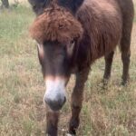 Barrett Wilbert Weed Instagram - This is the resident hotel Donkey at @vero_in_italy , Daisy. Daisy came with the property. They literally said, “you can buy the villa, but it comes with this Donkey. She cannot be moved.” She is a distinguished older lady, she commands attention, she is a star. She is 100% in it for the treats…not for the pets. But, I’m here for a few more days and @kailaterraneo gave me carrots and Donkey cookies…so…stay tuned. Sound on for Donkey rejection.
