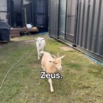 Bec Rawlings Instagram - The three stooges 🐐 😂
