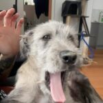 Bec Rawlings Instagram – Both of these idiots are meant to be descendants from wolves 🐺 😂 #irishwolfhound #frenchbulldog