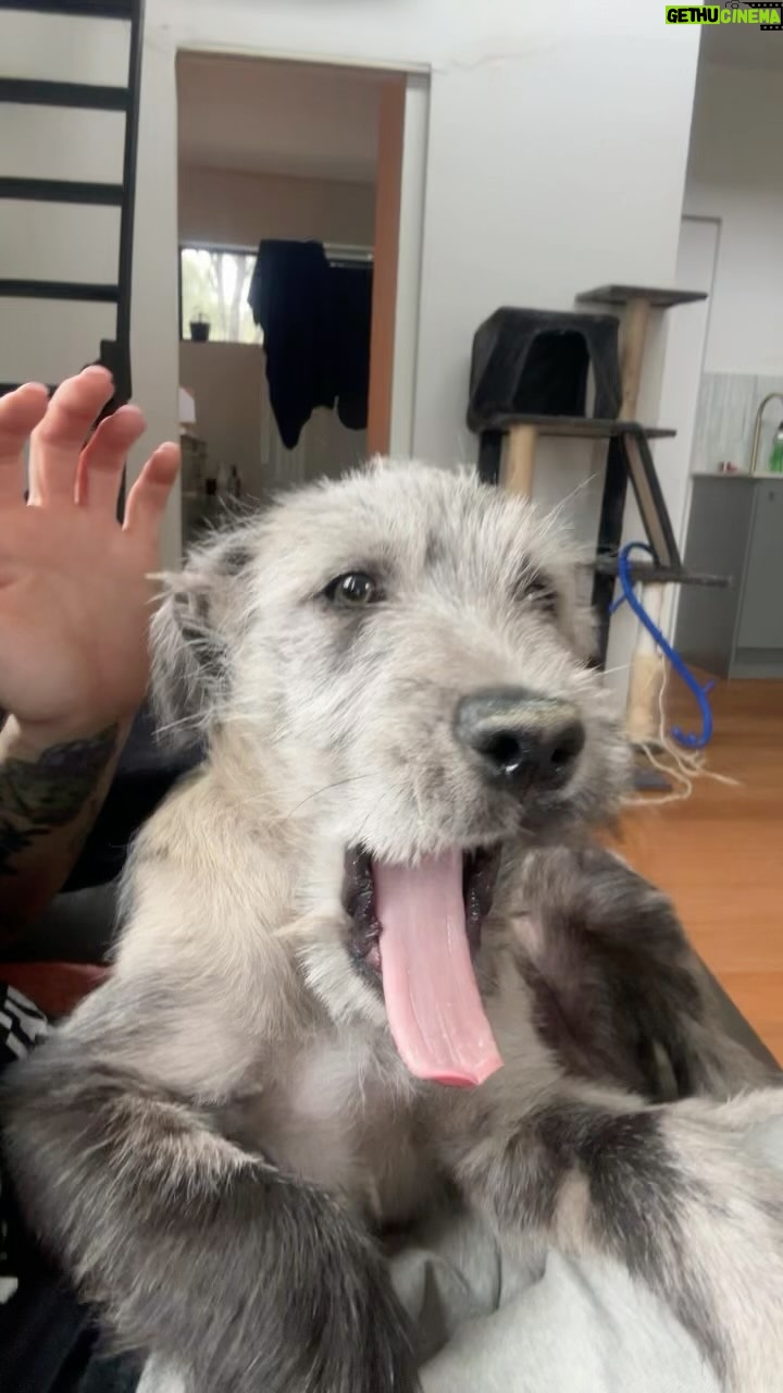 Bec Rawlings Instagram - Both of these idiots are meant to be descendants from wolves 🐺 😂 #irishwolfhound #frenchbulldog