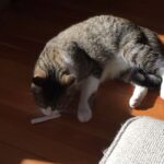 Becky Sauerbrunn Instagram - She’s gone full Portland. #nationalcatday