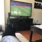 Becky Sauerbrunn Instagram - Olive wants Belgium to win. And, yes, she put herself under the blanket. She’s a genius.