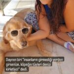 Begüm Çağla Taşkın Instagram - Dün girdik, bugün giriyoruz, yarın da gireceğiz f@*k you very much🤟🏼 #truestory ve yeri gelmişken #satınalmasahiplen 🤜🏻🤛🏻 . . . . . . #reels #reelsinstagram #keşfet #hayvansevgisi #dogsofinstagram #adoptdontshop #love #dogs #animalrights #natureforeveryone
