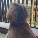 Bella Yang Instagram - #卡貝妻妻日記 #CBdiary 240512 這週比較常去外面活動， 第一次吃了螺絲粉，奇怪？沒有很臭呀！ 第一次小貝吃到新鮮山竹～ 山竹的味道該怎麼形容呀？ 小貝想把我賣掉，確定有人要買？ 春春的頭髮是我們家最順的， 完全可以代言海倫仙度絲！ 窗外一片美麗的海景，但我只看到最後一張照的樣子 🤣