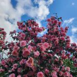 Bely Basarte Instagram - El viento violeta que roza mi cara, el cálido beso del sol que se marcha, las luces se encienden, más tarde se apagan y el cielo se llena de aquellos que faltan. Tras cada ventana hay alguien que llora, hay alguien que teme y hay quien no perdona, hay acurrucados dos enamorados, también hay quien sueña con algo que nunca ha pasado.