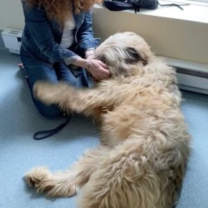 Bernadette Peters Instagram - Jayne 80 lbs of confection. 2 yrs old at the SPCA OF WESTCHESTER