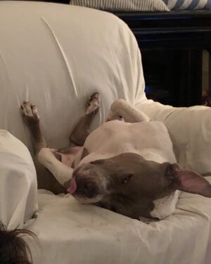Bernadette Peters Instagram - National love your pet day💖💖 how can I resist 💓💓💓💓💗