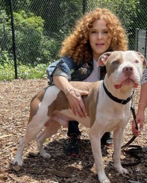 Bernadette Peters Instagram - Sweet Bruno at SPCA OF WESTCHESTER about 2 yrs old. 💖He’s a bit shy so perhaps no small children contact.  Trainer@spca914.org