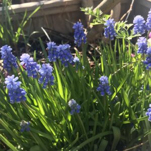 Bernadette Peters Instagram - Spring has sprung at my house