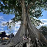 Berta Castañé Instagram - Ja trobo a faltar l’estiu, viatjar sola i Bali🤍