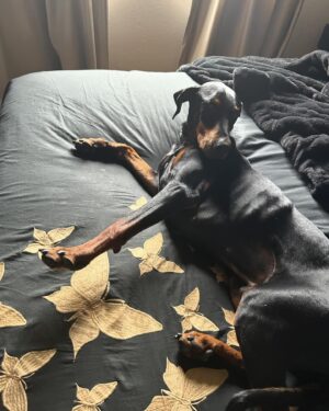 Beth Broderick Instagram - Fairness did NOT want to get out of the bed so that I could make it this morning. I won that test of wills but admit peanut butter may have been involved.