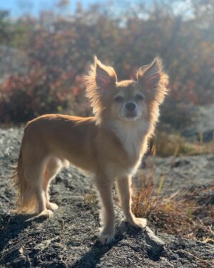 Bethany C. Meyers Instagram - I have not wanted to write this post because I just didn’t want it to be true - my first dog, hell…my first baby - is no longer with us. Papa, you lived a beautiful, long life and brought us many laughs and cuddles. I hope you’re rolling in bear poop, howling with sirens, trotting around with perfect hair that I did NOT have to cut myself (Covid days) and living your best nature dog life with all the other fur angels. You were the cutest little rescue that ever did exist. Your presence is still felt in the house… it’s just not the same without you. Thanks for teaching Kilmer her fourth words “bad dog” 😅. We love you Poppy.