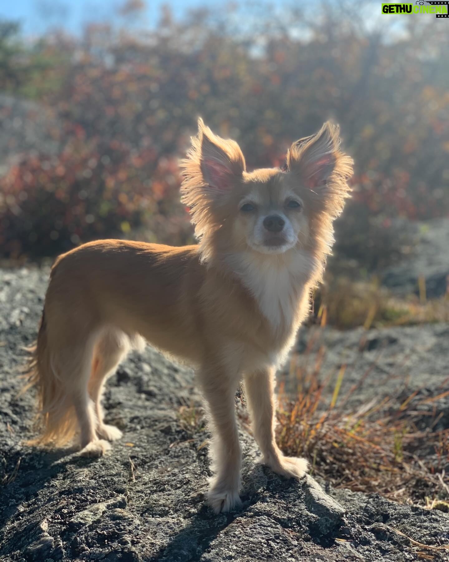 Bethany C. Meyers - 13.5K Likes - I have not wanted to write this post because I just didn’t want it to be true - my first dog, hell…my first baby - is no longer with us. Papa, you lived a beautiful, long life and brought us many laughs and cuddles. I hope you’re rolling in bear poop, howling with sirens, trotting around with perfect hair that I did NOT have to cut myself (Covid days) and living your best nature dog life with all the other fur angels. You were the cutest little rescue that ever did exist. Your presence is still felt in the house… it’s just not the same without you. Thanks for teaching Kilmer her fourth words “bad dog” 😅. We love you Poppy.
