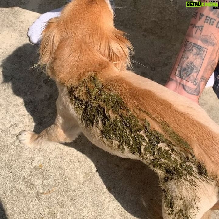 Bethany C. Meyers - 13.5K Likes - I have not wanted to write this post because I just didn’t want it to be true - my first dog, hell…my first baby - is no longer with us. Papa, you lived a beautiful, long life and brought us many laughs and cuddles. I hope you’re rolling in bear poop, howling with sirens, trotting around with perfect hair that I did NOT have to cut myself (Covid days) and living your best nature dog life with all the other fur angels. You were the cutest little rescue that ever did exist. Your presence is still felt in the house… it’s just not the same without you. Thanks for teaching Kilmer her fourth words “bad dog” 😅. We love you Poppy.