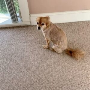 Bethany C. Meyers Instagram - I have not wanted to write this post because I just didn’t want it to be true - my first dog, hell…my first baby - is no longer with us. Papa, you lived a beautiful, long life and brought us many laughs and cuddles. I hope you’re rolling in bear poop, howling with sirens, trotting around with perfect hair that I did NOT have to cut myself (Covid days) and living your best nature dog life with all the other fur angels. You were the cutest little rescue that ever did exist. Your presence is still felt in the house… it’s just not the same without you. Thanks for teaching Kilmer her fourth words “bad dog” 😅. We love you Poppy.