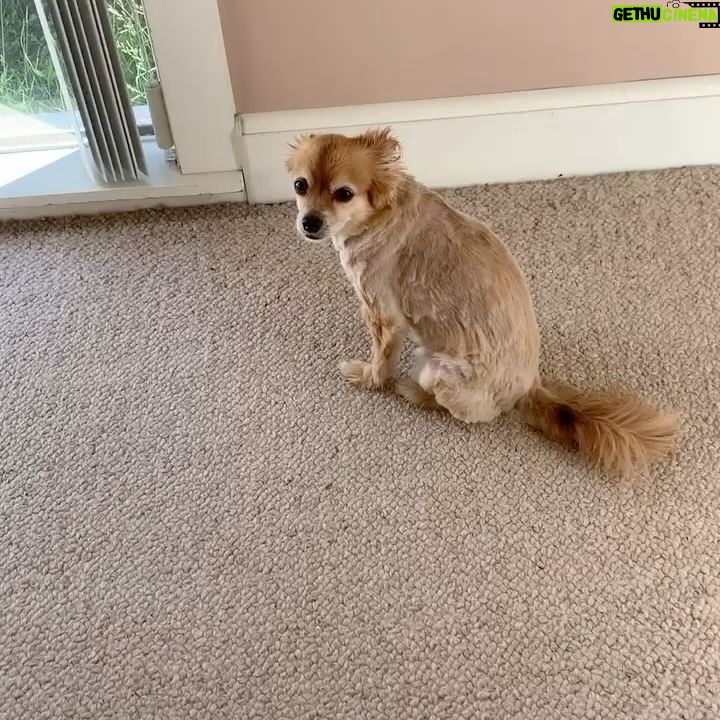 Bethany C. Meyers - 13.5K Likes - I have not wanted to write this post because I just didn’t want it to be true - my first dog, hell…my first baby - is no longer with us. Papa, you lived a beautiful, long life and brought us many laughs and cuddles. I hope you’re rolling in bear poop, howling with sirens, trotting around with perfect hair that I did NOT have to cut myself (Covid days) and living your best nature dog life with all the other fur angels. You were the cutest little rescue that ever did exist. Your presence is still felt in the house… it’s just not the same without you. Thanks for teaching Kilmer her fourth words “bad dog” 😅. We love you Poppy.