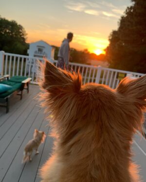 Bethany C. Meyers Instagram - I have not wanted to write this post because I just didn’t want it to be true - my first dog, hell…my first baby - is no longer with us. Papa, you lived a beautiful, long life and brought us many laughs and cuddles. I hope you’re rolling in bear poop, howling with sirens, trotting around with perfect hair that I did NOT have to cut myself (Covid days) and living your best nature dog life with all the other fur angels. You were the cutest little rescue that ever did exist. Your presence is still felt in the house… it’s just not the same without you. Thanks for teaching Kilmer her fourth words “bad dog” 😅. We love you Poppy.