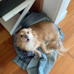 Bethany C. Meyers Instagram - I have not wanted to write this post because I just didn’t want it to be true - my first dog, hell…my first baby - is no longer with us. Papa, you lived a beautiful, long life and brought us many laughs and cuddles. I hope you’re rolling in bear poop, howling with sirens, trotting around with perfect hair that I did NOT have to cut myself (Covid days) and living your best nature dog life with all the other fur angels. You were the cutest little rescue that ever did exist. Your presence is still felt in the house… it’s just not the same without you. Thanks for teaching Kilmer her fourth words “bad dog” 😅. We love you Poppy.