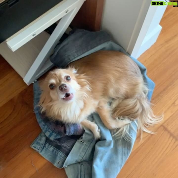 Bethany C. Meyers - 13.5K Likes - I have not wanted to write this post because I just didn’t want it to be true - my first dog, hell…my first baby - is no longer with us. Papa, you lived a beautiful, long life and brought us many laughs and cuddles. I hope you’re rolling in bear poop, howling with sirens, trotting around with perfect hair that I did NOT have to cut myself (Covid days) and living your best nature dog life with all the other fur angels. You were the cutest little rescue that ever did exist. Your presence is still felt in the house… it’s just not the same without you. Thanks for teaching Kilmer her fourth words “bad dog” 😅. We love you Poppy.