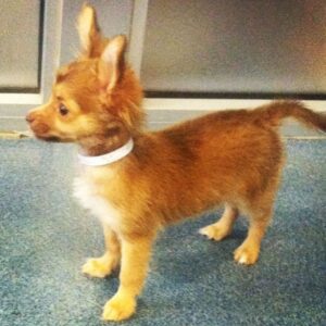 Bethany C. Meyers Instagram - I have not wanted to write this post because I just didn’t want it to be true - my first dog, hell…my first baby - is no longer with us. Papa, you lived a beautiful, long life and brought us many laughs and cuddles. I hope you’re rolling in bear poop, howling with sirens, trotting around with perfect hair that I did NOT have to cut myself (Covid days) and living your best nature dog life with all the other fur angels. You were the cutest little rescue that ever did exist. Your presence is still felt in the house… it’s just not the same without you. Thanks for teaching Kilmer her fourth words “bad dog” 😅. We love you Poppy.