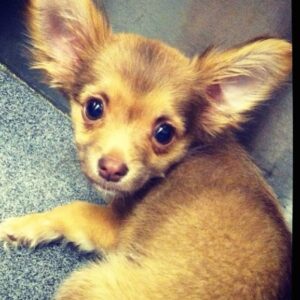 Bethany C. Meyers Instagram - I have not wanted to write this post because I just didn’t want it to be true - my first dog, hell…my first baby - is no longer with us. Papa, you lived a beautiful, long life and brought us many laughs and cuddles. I hope you’re rolling in bear poop, howling with sirens, trotting around with perfect hair that I did NOT have to cut myself (Covid days) and living your best nature dog life with all the other fur angels. You were the cutest little rescue that ever did exist. Your presence is still felt in the house… it’s just not the same without you. Thanks for teaching Kilmer her fourth words “bad dog” 😅. We love you Poppy.
