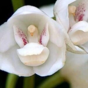 Betiana Blum Instagram - Esa Flor se llama Elata. Es una orquídea de Brasil que lleva en su interior la Paloma  de la Paz 🕊️ Sólo florece en Semana Santa. También es conocida como Flor del espíritu Santo. Se dice que se debe envíar de corazón a quienes quieras bendecir 🙏