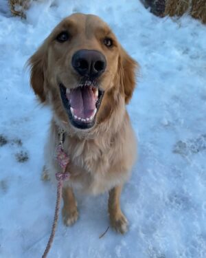Betsy Sodaro Instagram - It's #nationalgoldenretrieverday so here's the best golden retriever I know! WILMA!!!!