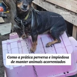 Betty Gofman Instagram - Uma característica de nossa espécie é querer dominar as outras.  Muitos animais são colocados em situação de sofrimento por aqueles que deveriam protegê-los e amá-los. 

Na tragédia do Rio Grande do Sul, é normal desejar o reencontro dos animais com seus tutores, mas para muitos animais é uma chance de libertação e encontrar  pessoas que realmente os respeitem e os tratem com dignidade. Nem todos os animais resgatados das enchentes devem ser devolvidos a seus tutores que são verdadeiros carrascos.

Que haja proibição em todo Brasil de manter animais acorrentados. Como mostra no vídeo o resgate de animais que já viviam acorrentados é infelizmente uma prática comum e deve ser combatida com rigor.  Quem não pode ou não quer manter o animal livre em sua residência, não deve ter o direito e não merece conviver com animais

Video de @fredgato_
