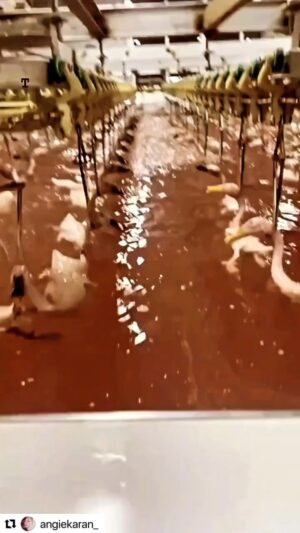 Betty Gofman Instagram - Podemos ser os anjos dos animais e também fazer essas monstruosidades com eles!! 
Alguém me explica?