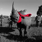 Beverly Joubert Instagram - “As we face increasing threats to the safety and security of wild species and spaces, the need for innovative conservation solutions is more urgent now than ever before. This rhino was translocated from a high-poaching zone to an area where it's hoped it will form part of a new, viable population. Despite a slight decline in the number of rhinos lost to poaching – something that may be attributed to an overall reduction in rhino numbers – illegal killing continues to decimate Africa's remaining rhino populations. My goal as a wildlife photographer has always been to tell nature’s narratives in a way that inspires and motivate global audiences to fight for the survival of imperilled species. And I hope that images like this reflect the reality of the conservation challenges facing those on the frontlines. Our #ProjectRanger initiative was created through @GreatPlainsFoundation during the pandemic as an emergency relief fund for conservationists struggling without the support of vital tourism revenue. Since then we've realised the desperate need for initiatives like this and have continued to raise funds for rangers on the ground who work tirelessly to safeguard wild species and landscapes. Collaborative action is key in achieving conservation success and it’s hoped that by bringing organisations and communities together to fight for a shared cause that we can give imperilled species a fighting chance. I hope you've enjoyed following along over the last week as I've shared some of my favourite images. For more, follow me at @BeverlyJoubert.” - @beverlyjoubert Thank you to iLCP Fellow @beverlyjoubert for sharing her incredible work with wildlife in the Okavango Delta this week! Be sure to give her a follow to learn more about her ongoing projects and conservation efforts! ______ #ilcp #ilcp_photographers #okavangodelta #rhinoconservation #endangeredspecies #rhino #conservationphotography #wildlifephotography