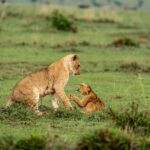 Beverly Joubert Instagram - In the roughly four decades⁣ we've spent sharing our lives with big cats and documenting their behaviour we've been privileged to get to know each individual animal, to witness the unique characteristics and traits that separate one cat from the next. Some cubs are bold and adventurous while others are shy and rarely stray too far from the protection of mom. But when challenged, all lions have fight in them. It's an essential quality they'll need to survive the dangerous and unpredictable landscape they call home.⁣ ⁣⁣⁣ #lions #bigcatsofinstagram #wildlife #nature