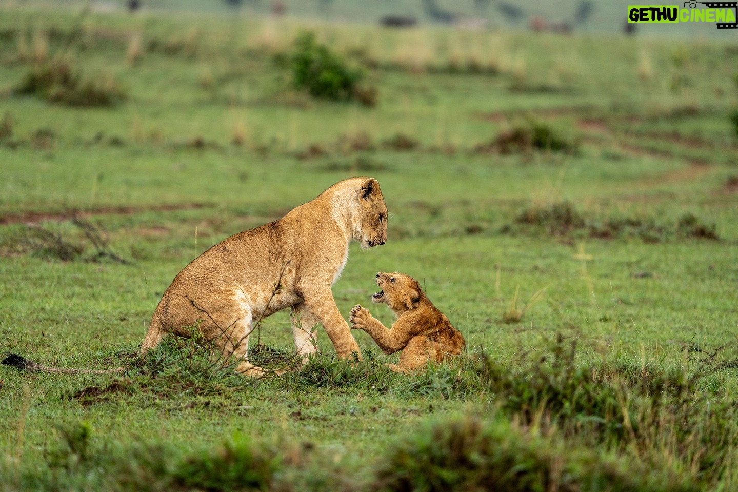 Beverly Joubert Instagram - In the roughly four decades we've spent sharing our lives with big cats and documenting their behaviour we've been privileged to get to know each individual animal, to witness the unique characteristics and traits that separate one cat from the next. Some cubs are bold and adventurous while others are shy and rarely stray too far from the protection of mom. But when challenged, all lions have fight in them. It's an essential quality they'll need to survive the dangerous and unpredictable landscape they call home. #lions #bigcatsofinstagram #wildlife #nature