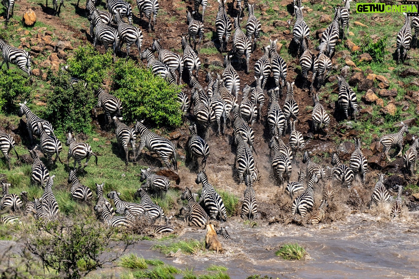 Beverly Joubert Instagram - Frantic splashing in the murky shallows, nervous braying and snorting, the thumping of hooves on the river bank as the herd scrambled to safety ... this hunt was a sensory overload. Lions are strategic predators – they'll use a coordinated attack incorporating natural barriers like rivers or vegetation to channel their prey into an ambush. This lioness had her sights set on a zebra calf and was hoping to nab the youngster in the ensuing chaos of a panicked river crossing. #lions #wildlife