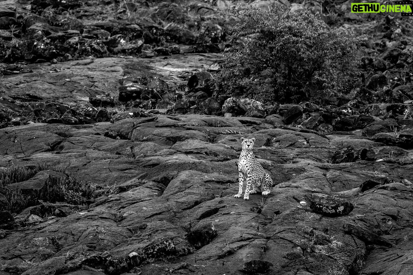 Beverly Joubert Instagram - A black-and-white colour palate lends a certain raw authenticity to wildlife photography that usually works best in scenes characterised by deep contrasts between light and dark. This cheetah was perfectly posed on a canvas of blackened rock, which made the cat's pale buff coat stand out. #wildlife #nature #cheetah #bigcats #bigcatsofinstagram