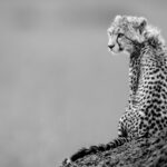 Beverly Joubert Instagram - Wearing a scarf of downy fur that's typical of young cheetahs, this cub watched on from her vantage point as her mom prepared to go on the hunt. She's still too young to take part in the chase, but she'll watch keen-eyed from the sidelines learning the skills she'll need to one day fend for herself. As few as 7,000 cheetahs remain in the wild today, and these big cats occupy a meagre 9% of their historic range. Habitat loss and human conflict have decimated their populations and it's now up to all of us to find sustainable solutions that will secure a future for these iconic cats.⁣ ⁣⁣ #cheetahs #wildlife #nature