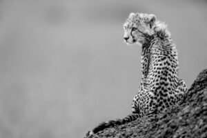 Beverly Joubert Instagram - Wearing a scarf of downy fur that's typical of young cheetahs, this cub watched on from her vantage point as her mom prepared to go on the hunt. She's still too young to take part in the chase, but she'll watch keen-eyed from the sidelines learning the skills she'll need to one day fend for herself. As few as 7,000 cheetahs remain in the wild today, and these big cats occupy a meagre 9% of their historic range. Habitat loss and human conflict have decimated their populations and it's now up to all of us to find sustainable solutions that will secure a future for these iconic cats.⁣
⁣⁣
#cheetahs #wildlife #nature