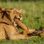 Beverly Joubert Instagram - Open mouth, insert foot.⁣ ⁣ This young male was surprisingly tolerant of the rough-and-tumble games initiated by the pride's smallest members. For the cubs, playtime – which is most of the time – is an opportunity to learn and discover. For this subadult male who became the unwilling victim of their exuberant pouncing, it's a lesson in patience.⁣ ⁣ #lion #wildlife #nature #bigcats #bigcatsofinstagram