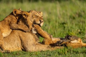 Beverly Joubert Instagram - Open mouth, insert foot.⁣
⁣
This young male was surprisingly tolerant of the rough-and-tumble games initiated by the pride's smallest members. For the cubs, playtime – which is most of the time – is an opportunity to learn and discover. For this subadult male who became the unwilling victim of their exuberant pouncing, it's a lesson in patience.⁣
⁣
#lion #wildlife #nature #bigcats #bigcatsofinstagram
